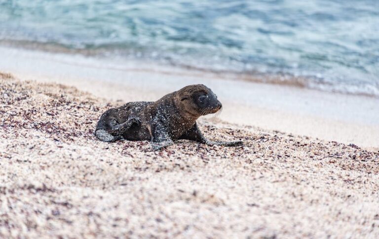 Dreaming About Sea Lions