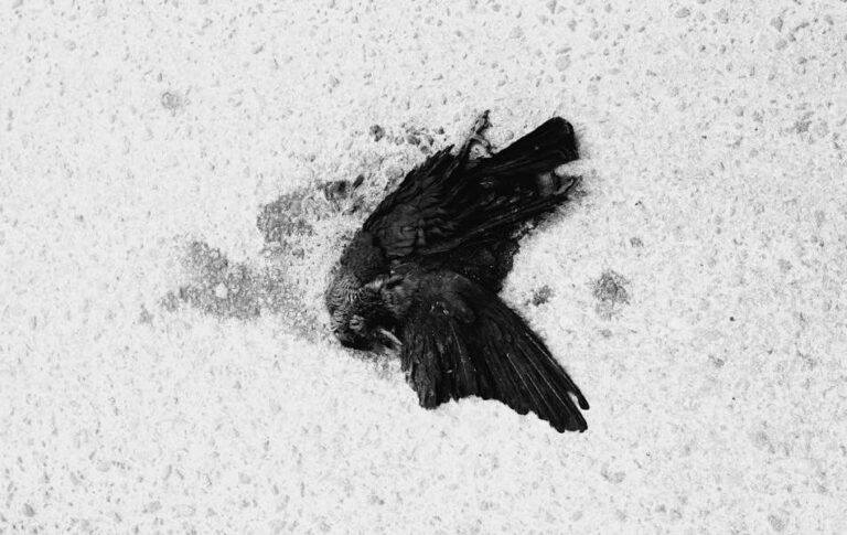 Dead Bird Spiritual Meaning: Symbols and Signs