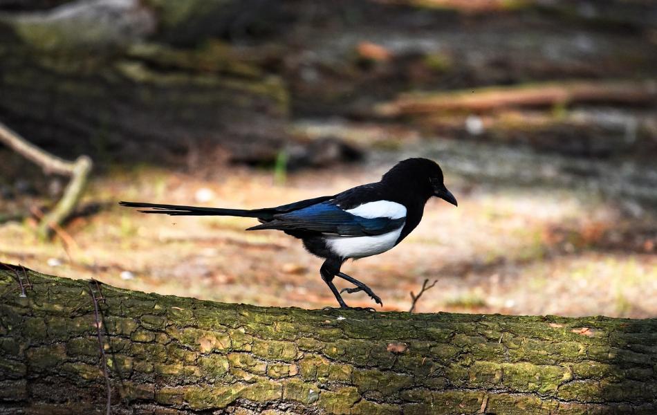 Magpie Symbolism