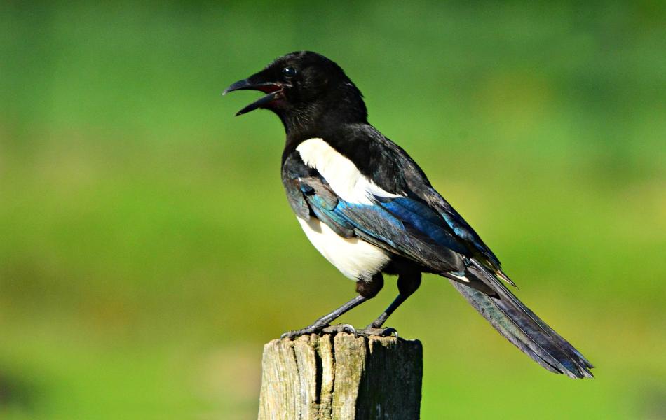 Magpie as a Totem Animal