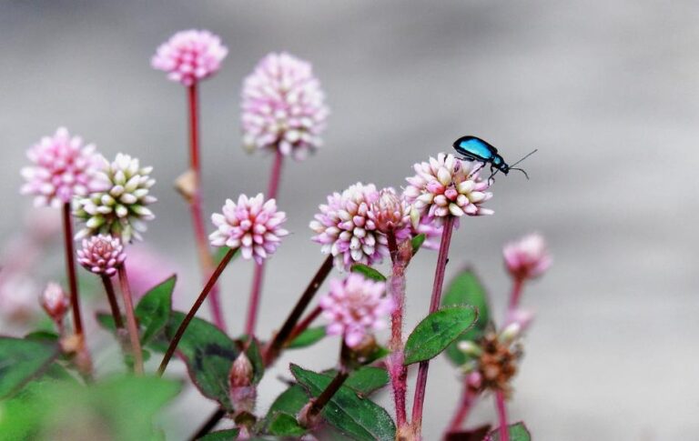 Spiritual Meaning of Beetles