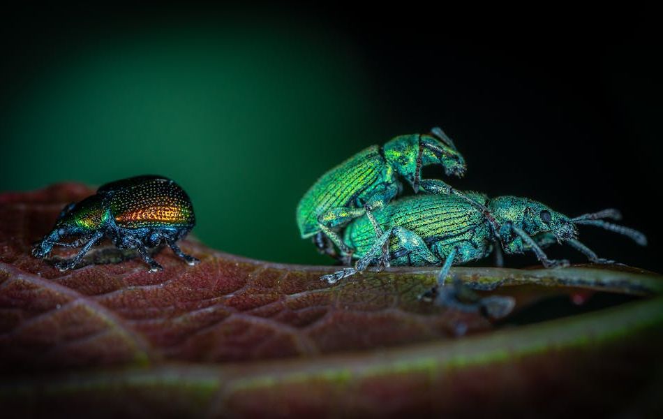 Spiritual Meaning of Beetles - Beetle Symbolism: Fertility and Family