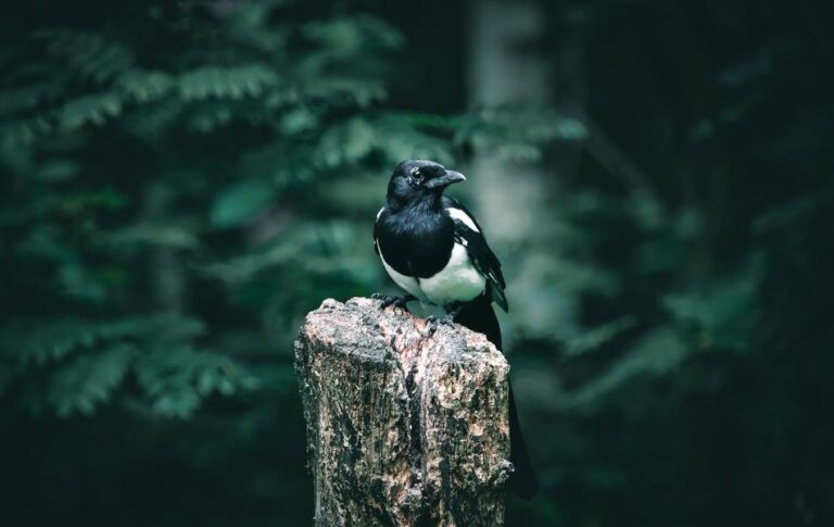 Spiritual Meaning of Magpie: Insights and Wisdom