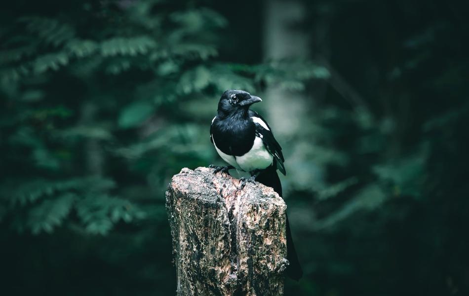 Spiritual Meaning of Magpie