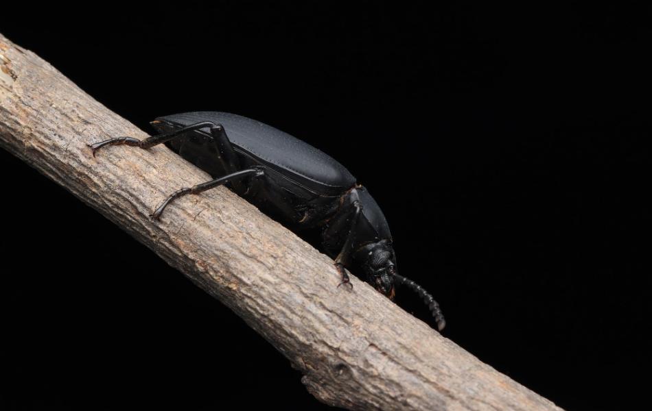 Transformation in Beetles