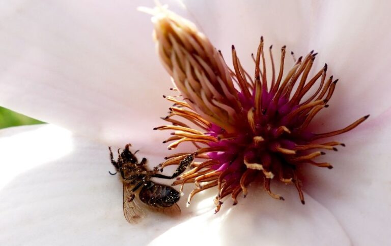 What Does Dead Bee Means in Spiritual Sense?