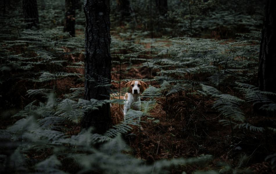 Dogs and Ghosts - Dog Crying at Night