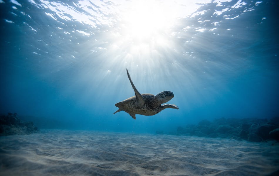 Swimming in the Ocean