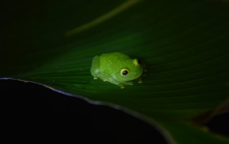 The Meaning of Frogs Spiritual Insights and Cultural Beliefs