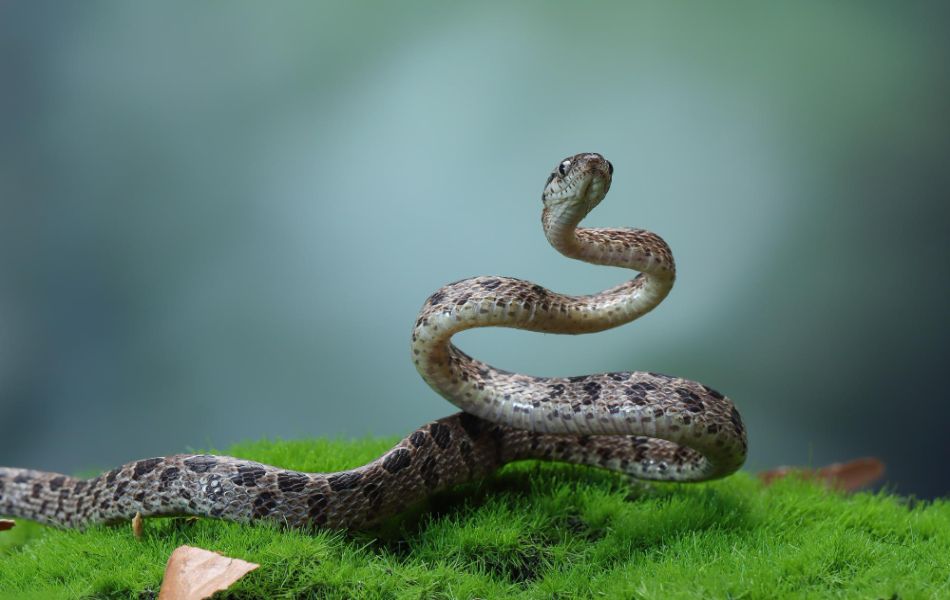 snakes are symbols of fertility and plenty