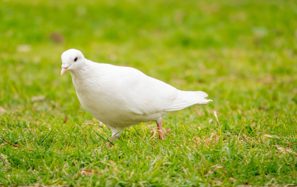 Cultural Representations of the Burning Dove