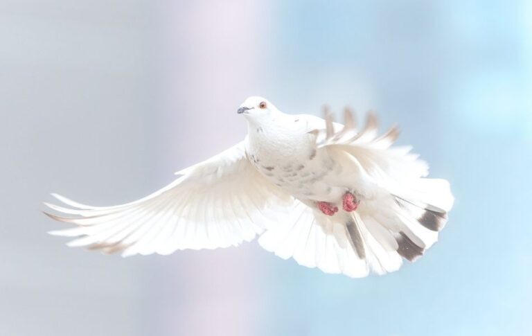 Dove on Fire: Spiritual Symbolism and Transformation