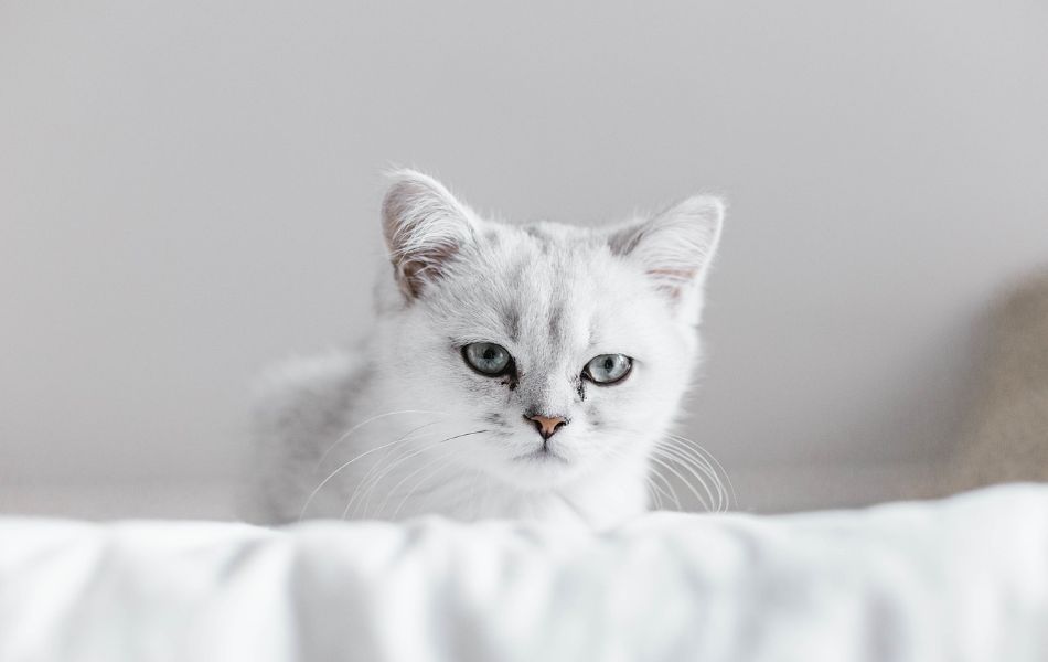 Exploring the Mystical Meaning of White Cats