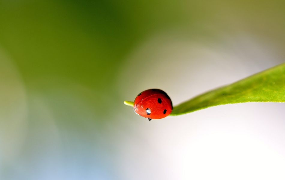 Ladybugs, like all creatures, remind us of our bond with nature