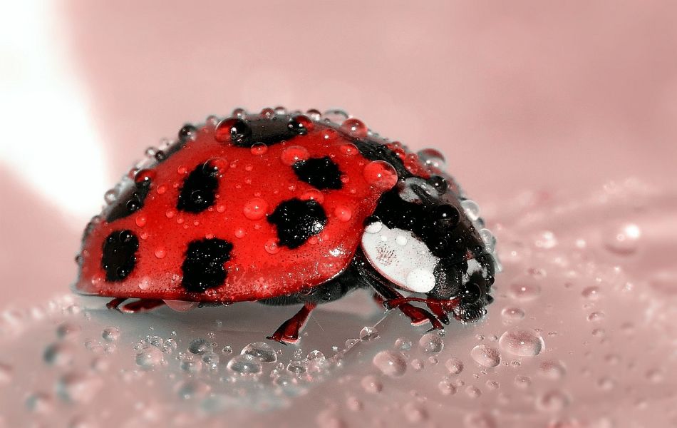 Red Ladybugs Symbolism