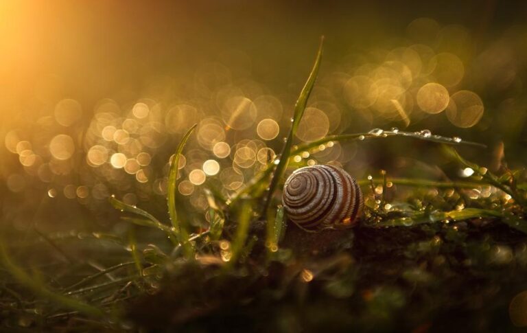 Snail Symbolism: A Spiritual Journey