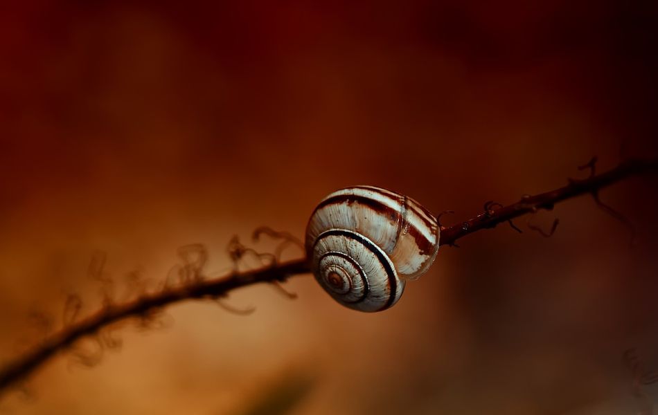 snail emerges from its shell, it mirrors your journey of spiritual renewal