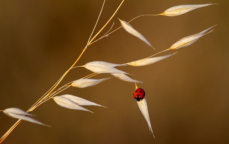 Spiritual Meaning of Red Ladybugs