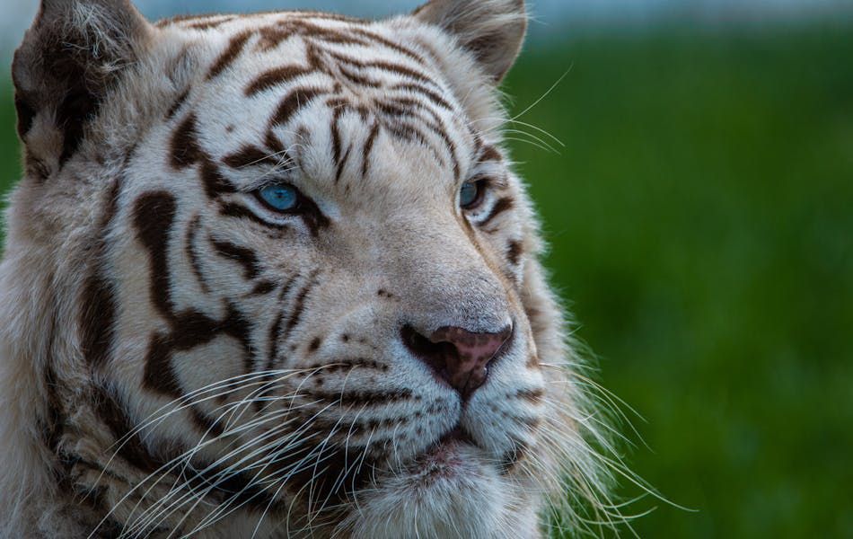 Spiritual Significance of Dreaming About a White Tiger