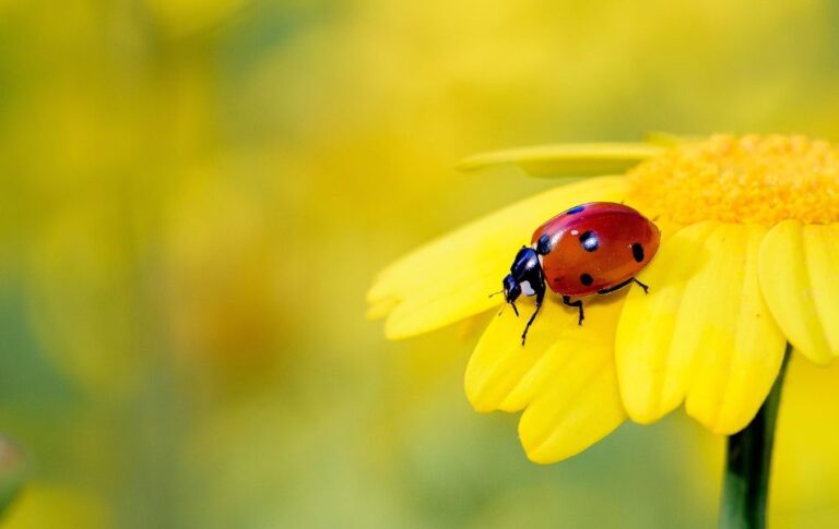 The Spiritual Significance of Red Ladybugs in Your Life