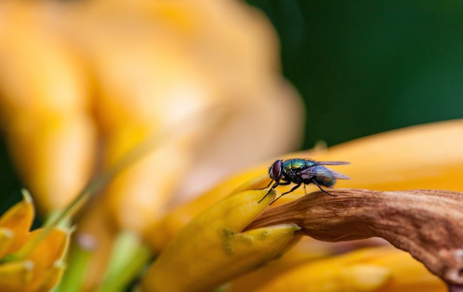 The Meaning of Dead Flies