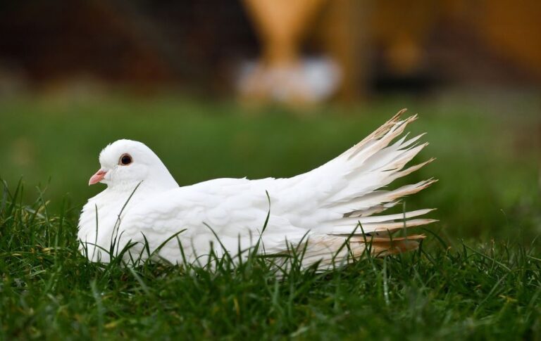 White Pigeons Messengers of Peace and Spirituality