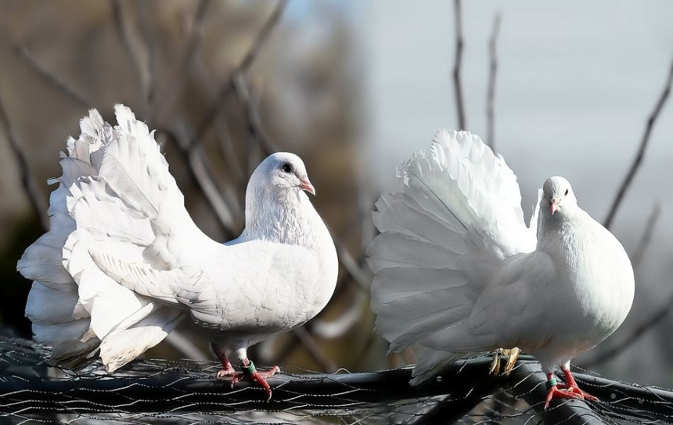 White Pigeons and Love