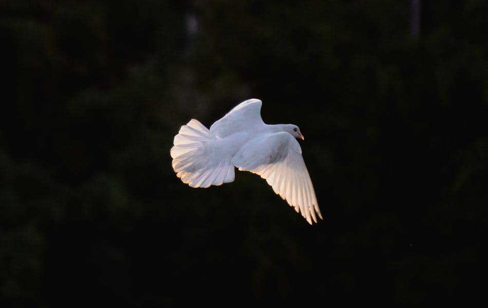 White pigeons symbolize freedom