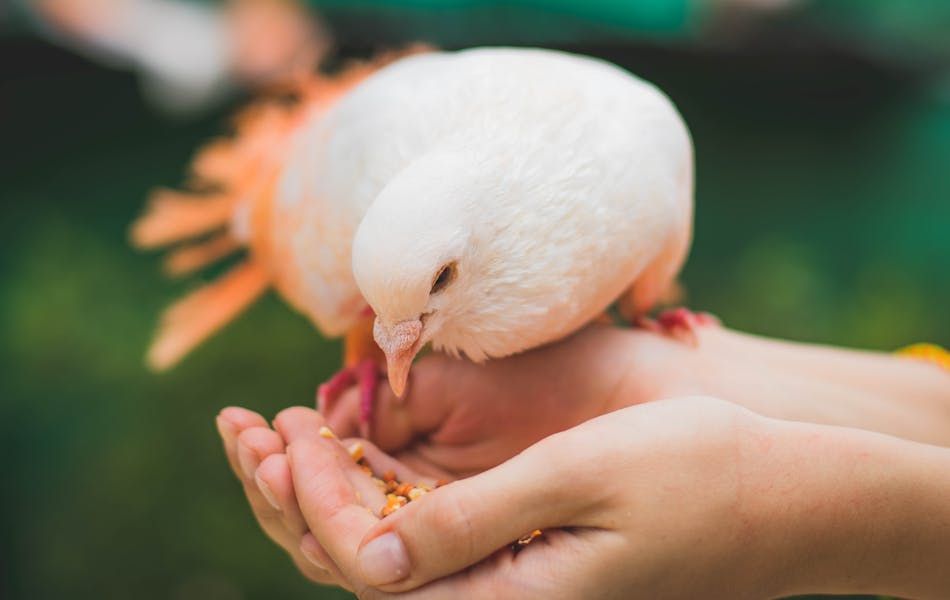 White pigeons symbolize loyalty and devotion