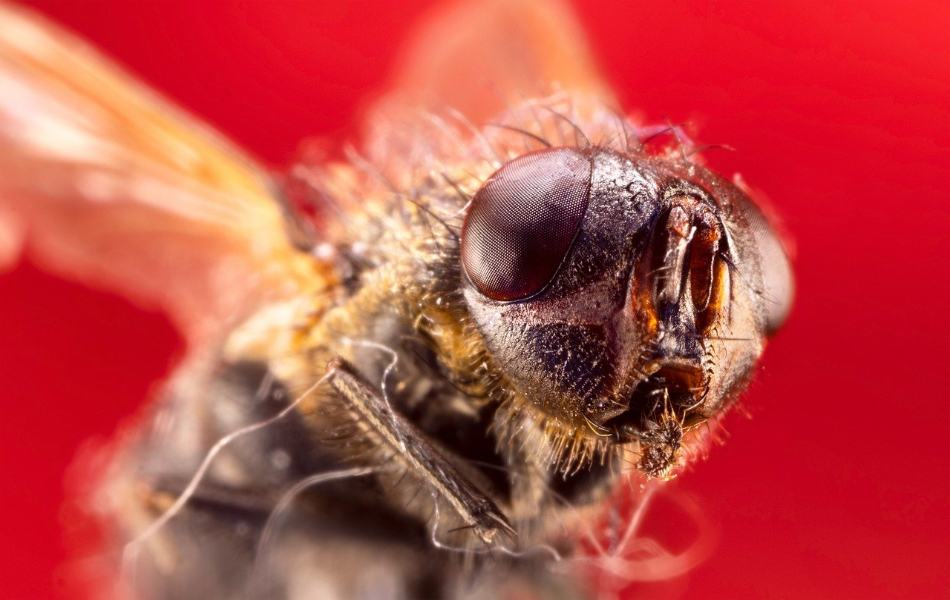 dead flies can have spiritual meanings