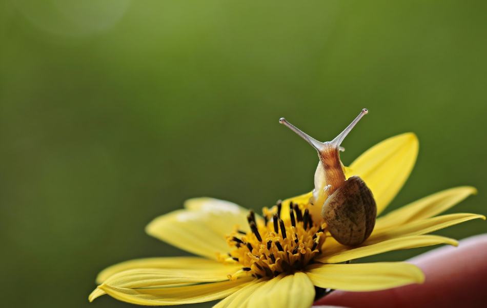 snail's shell may be linked to Aphrodite, the goddess known for her beauty and association with love