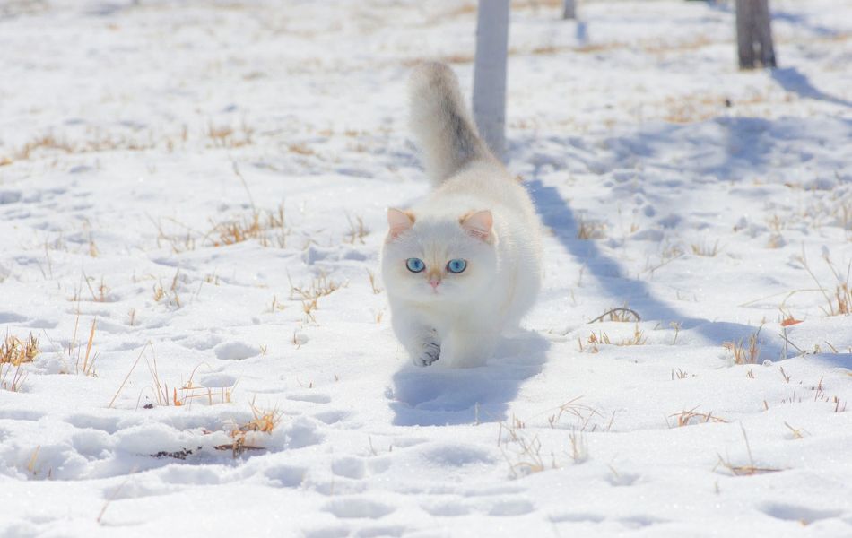 white cat symbolizes the influence of witchcraft