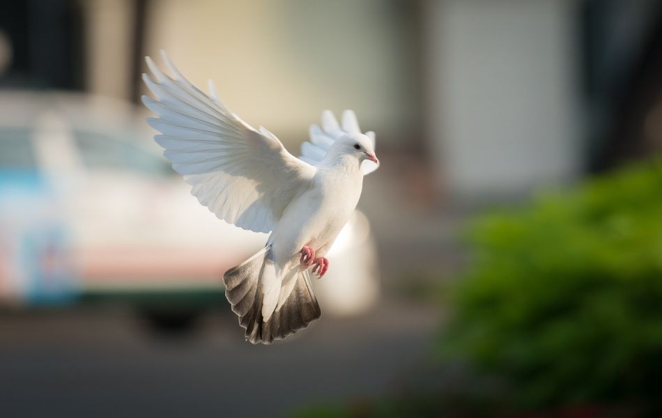 Cultural and Religious Symbolism of White Doves