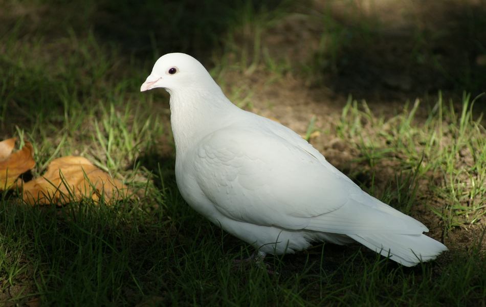 Dreams About White Doves