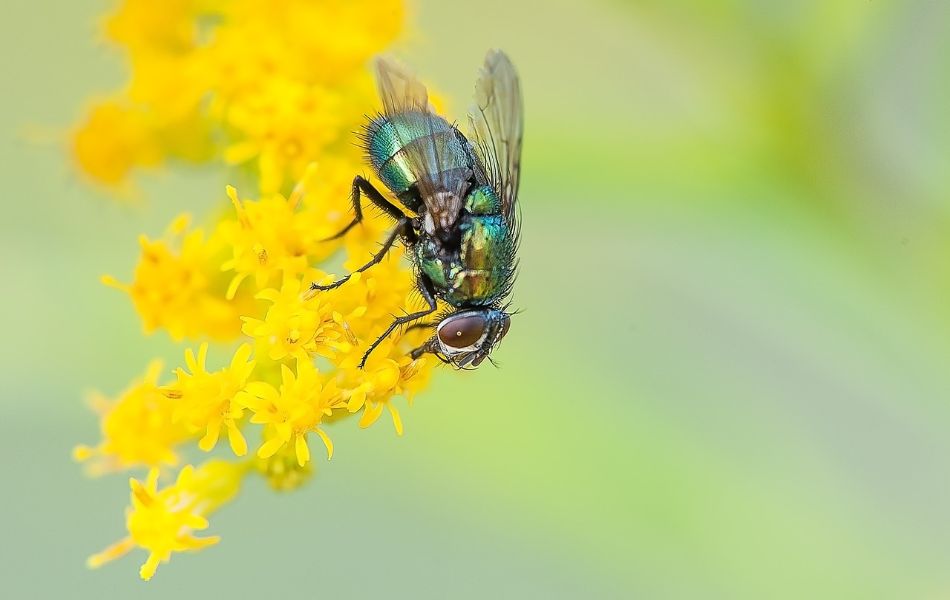 Fly Symbolism: Unveiling the Spiritual Significance of Fly