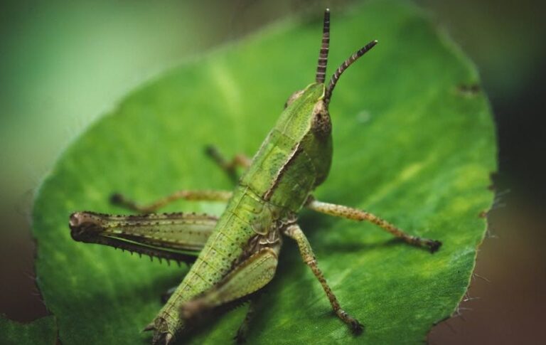 Grasshopper Spiritual Meaning