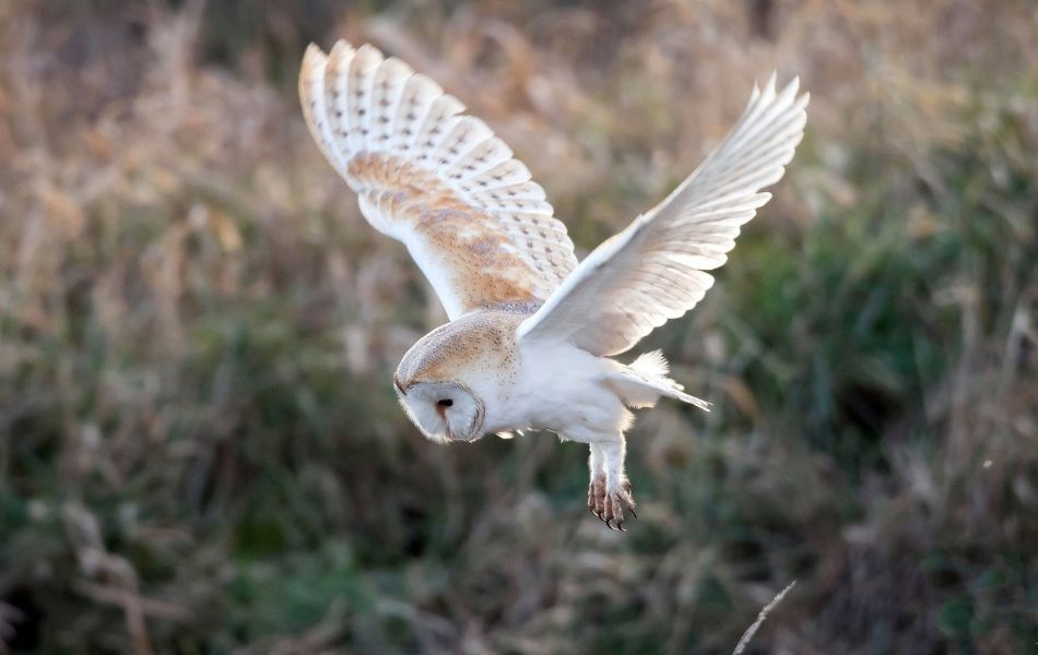 Owls are often linked to death and transformation