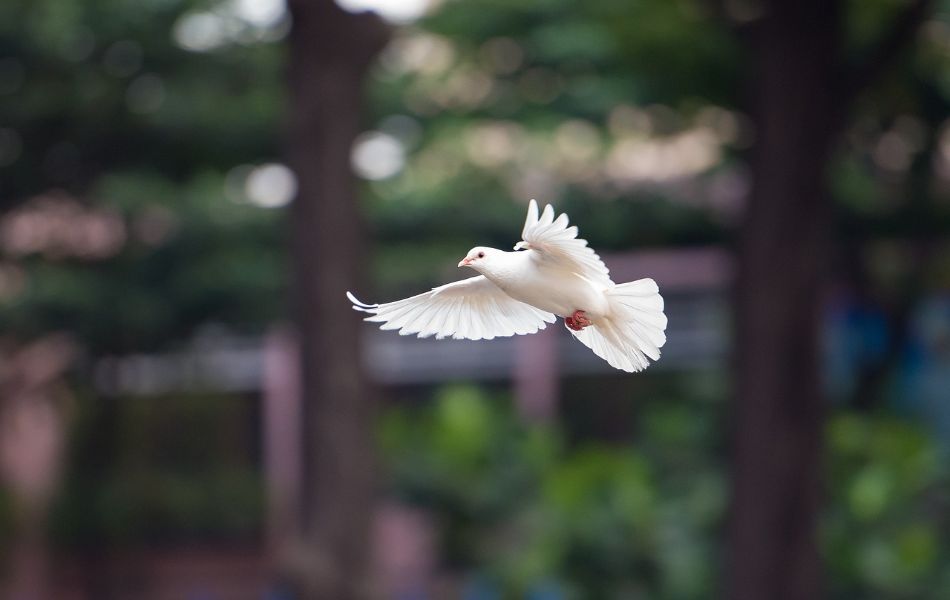 Spiritual Meanings of White Doves