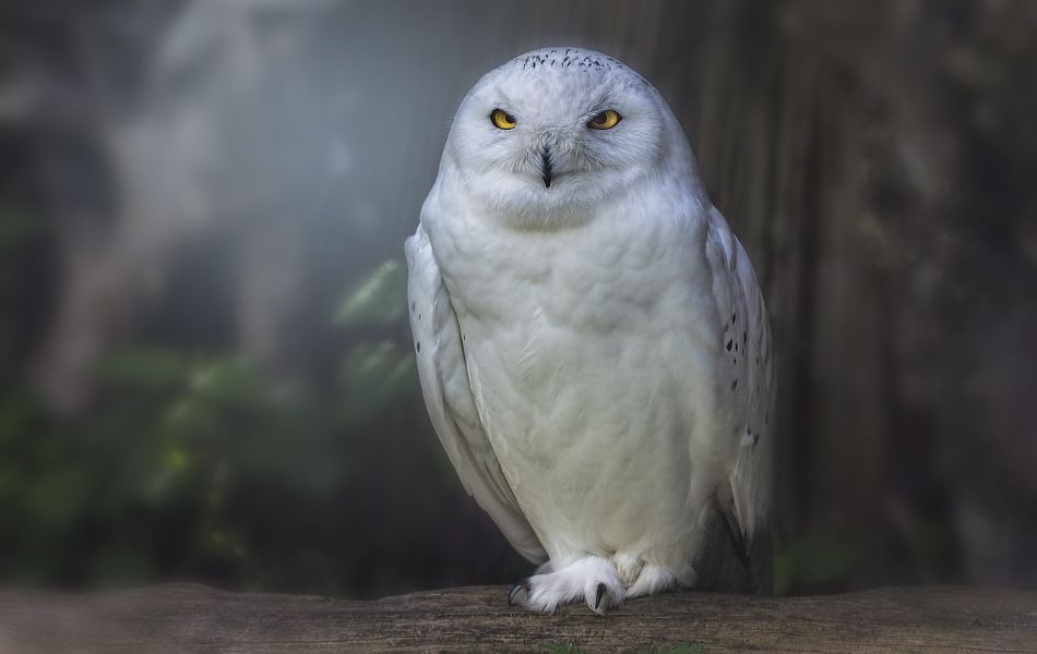 Spiritual Significance of the White Owl