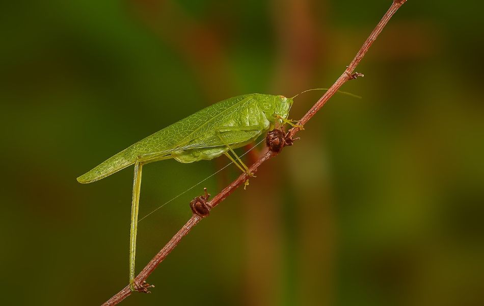 What Do Grasshoppers Symbolize Spiritually