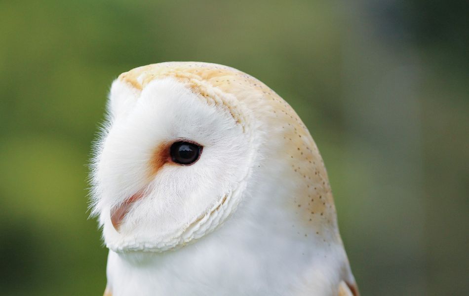 White Owl Totem