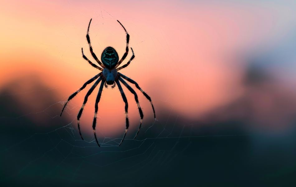 Black Spiders Crawling on You: Spiritual Meaning