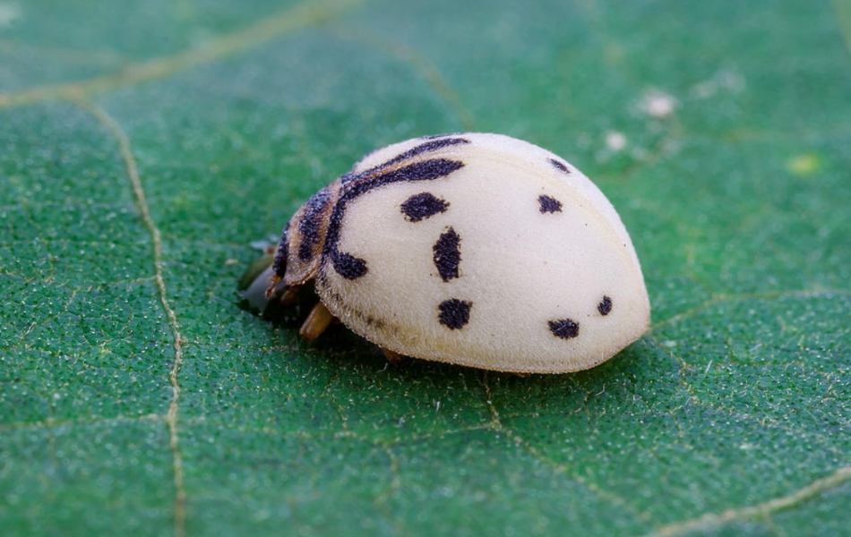 Symbolism of Ladybugs