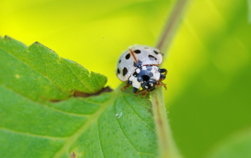 White Ladybugs in Different Cultures