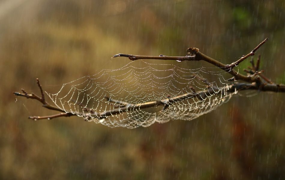 intricate web-making, spiders symbolize patience, persistence, and creativity