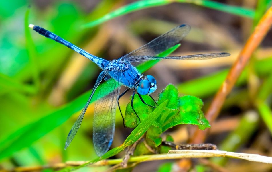 Blue Dragonfly Spiritual Meaning