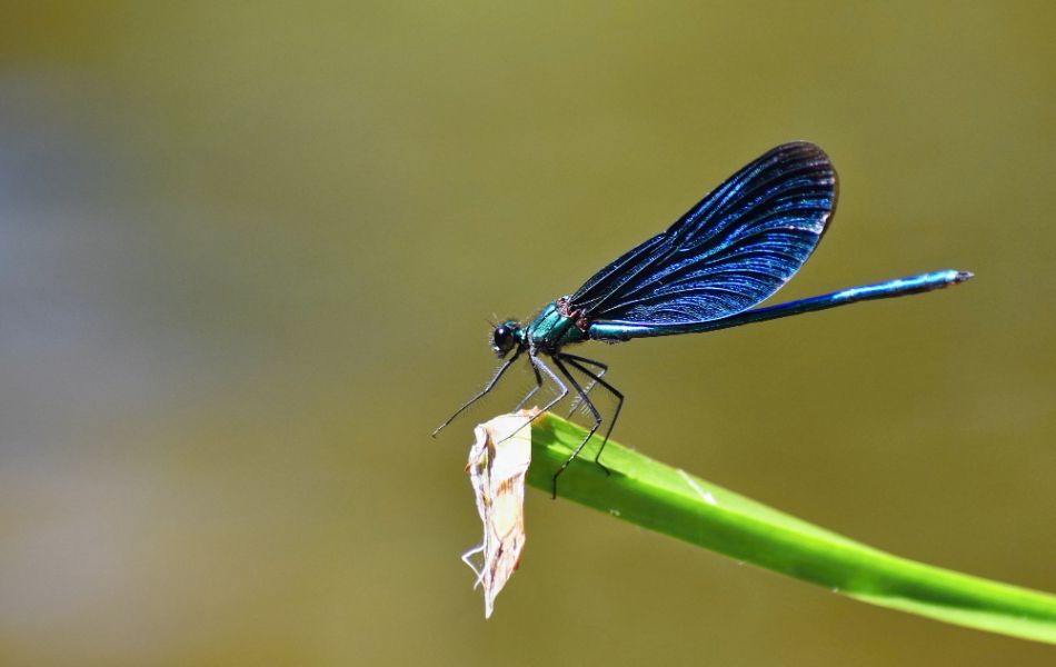 Blue Dragonfly as a Spirit Animal