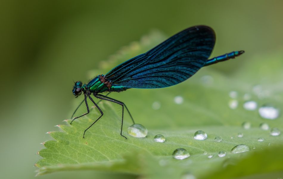 Blue Dragonfly in Love and Relationships