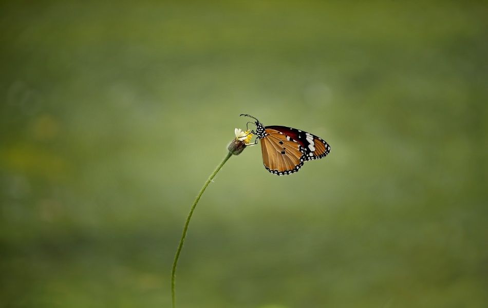 Butterflies in Different Cultures