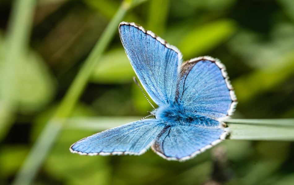 Core Symbolism of Butterflies